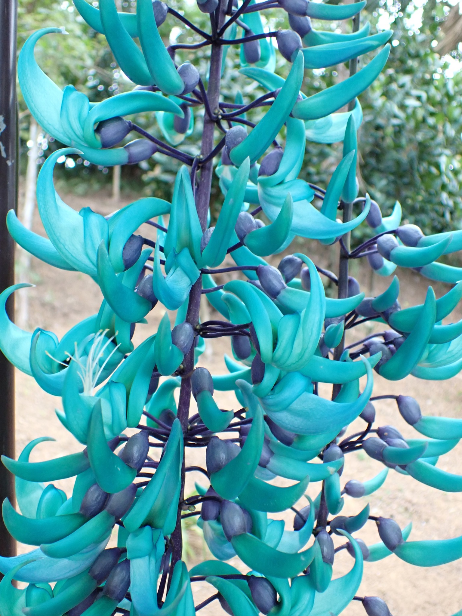 259．《ヒスイカズラ（翡翠葛） 英名 ジェイドバインjade vine